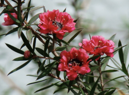 【滄海遺珠---強效殺菌的松紅梅精油Manuka】